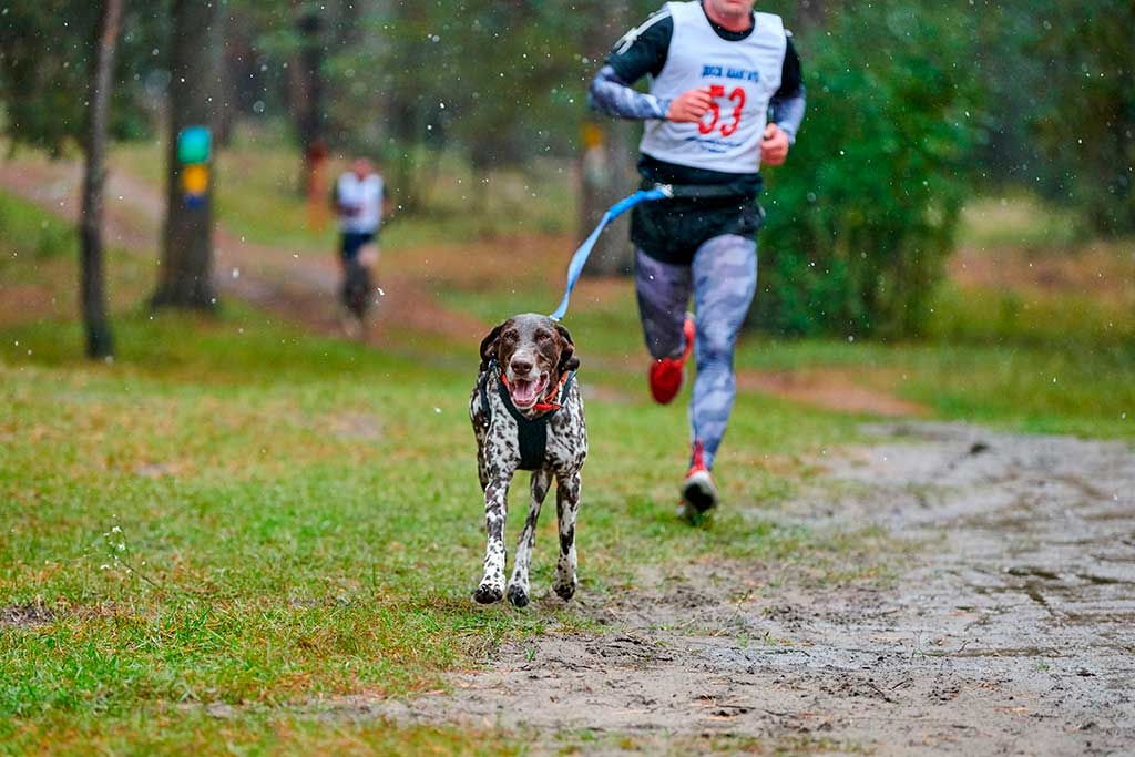 Canicross, deporte canino en binomio humano/perro.