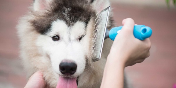 Muda del pelo en perros ¿cómo podemos ayudar?