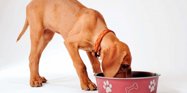 Cuántas veces debe comer un perro