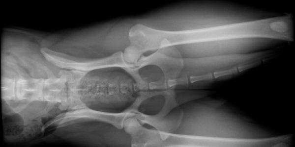 La displasia de cadera en perros se puede prevenir