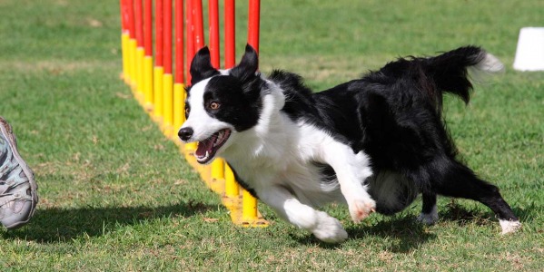 La mejor alimentación para los perros de agility