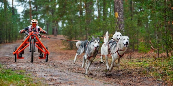 La nutrición en el perro de deporte, canicross, mushing…