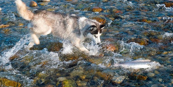 Beneficios del aceite de salmón para perros