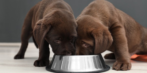Alimentación del cachorro, las 7 claves a tener en cuenta